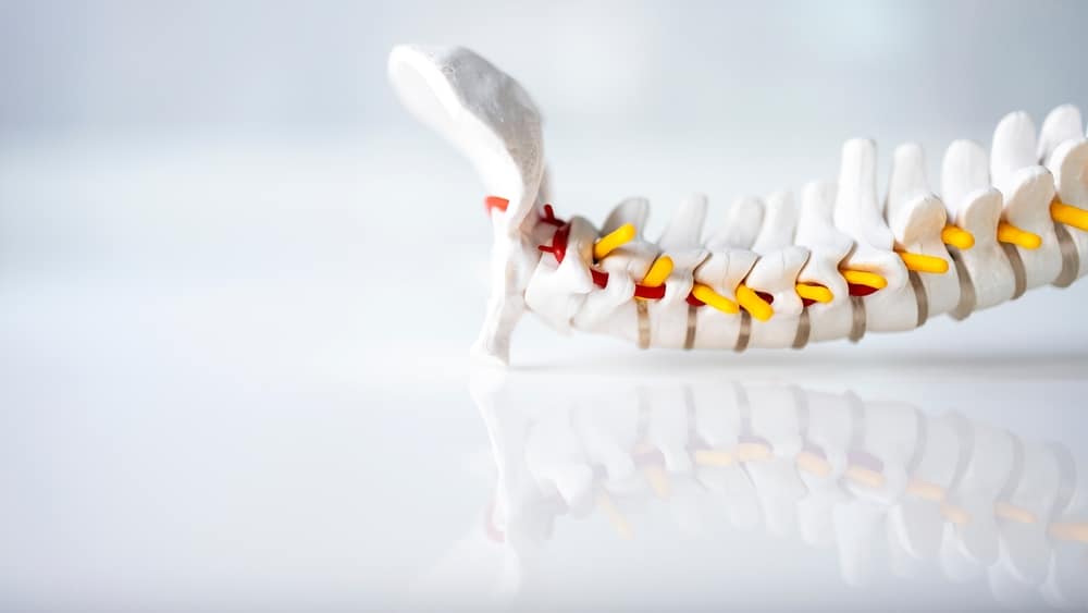 Human,Spine,Skeleton,Model,With,Beautiful,Reflection,On,Glass,Table.cervical